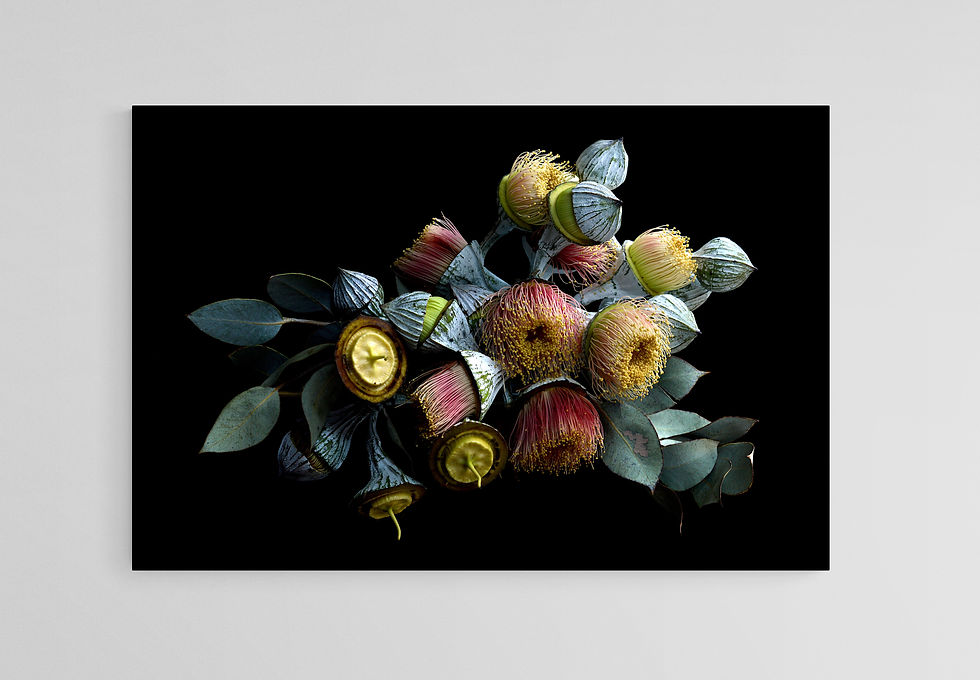 Nullarbor Rose Blossoms print - Eucalyptus flowers wall art - fine art photography by Nadia Culph