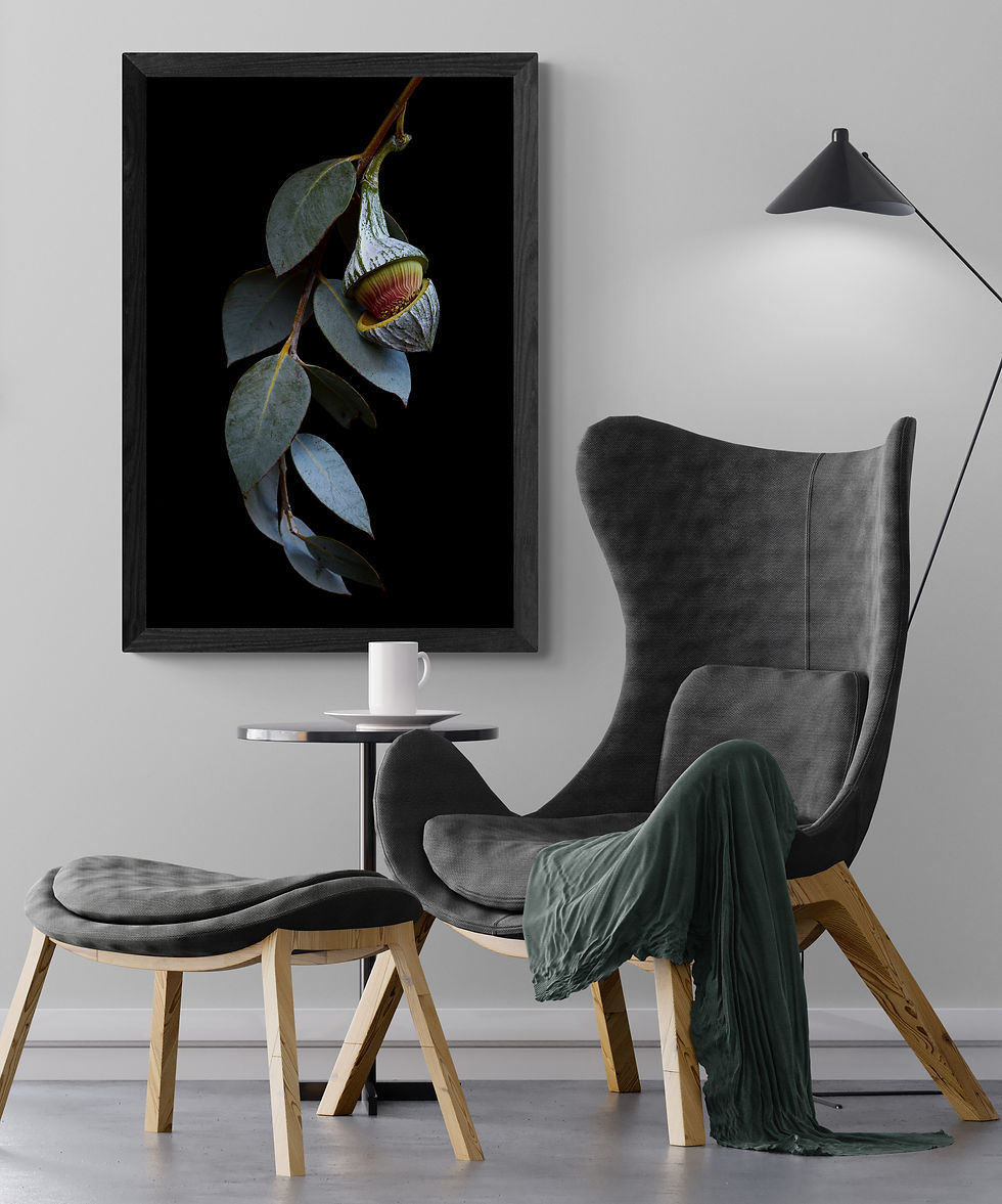 Thumbnail: Eucalyptus Macrocarpa blossom - Australian wall art print - Botanical photography by Nadia Culph