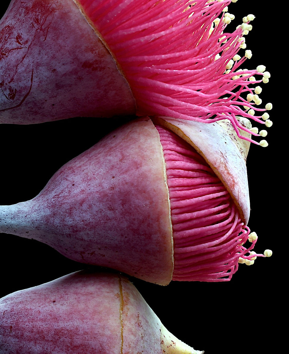 Thumbnail: Blossoming Gungurru - Eucalyptus flower artwork - Australian botanical wall art - Photography print by Nadia Culph