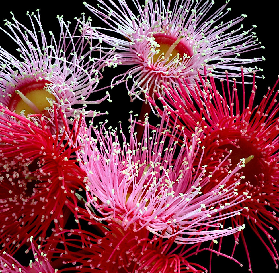 Thumbnail: Fuchsia & Crimson Gum Blossoms - Australian floral wall art - Photography print by Nadia Culph