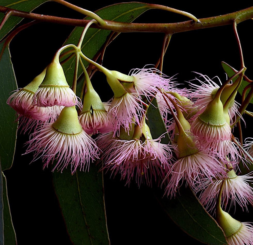 Thumbnail: Eucalyptus Rosea print - Australian pink gum blossoms wall art - Botanical photography by Nadia Culph