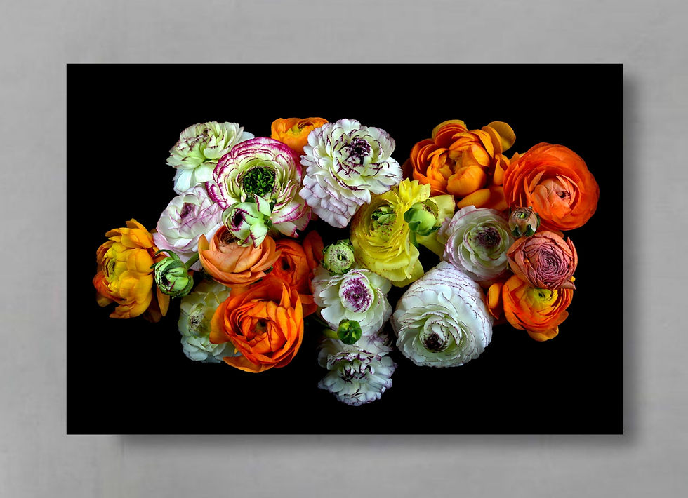 Resplendent Ranunculi ~ Colourful Floral Wall Art Print ~ Photography by Nadia Culph therandomimage.com