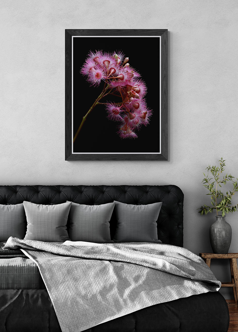 Thumbnail: Summer Beauty Corymbia Ficifolia - Australian Pink Gum Flowers Print - Wall Art by Nadia Culph