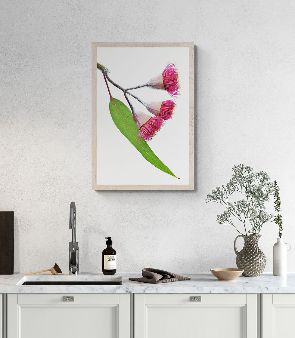 Thumbnail: Australian pink gum flowers downloadable photography print - Printable botanical wall art - Digital download by Nadia Culph