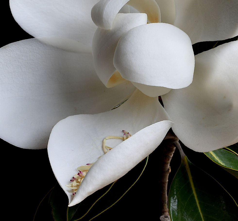 Thumbnail: White Magnolia - floral wall art - flower photography print - still life photo by Nadia Culph