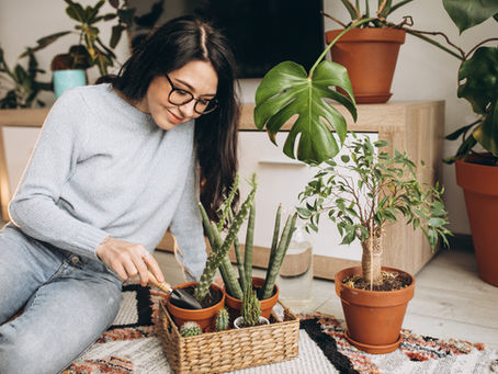 Les Plantes d'Intérieur pour l'Automne : Sélection & Conseils d’Entretien