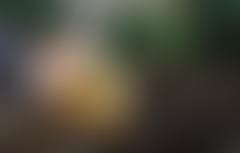 Le réveil du potager : préparer sa terre pour une saison pleine de saveurs 