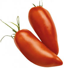 Réussir ses semis de tomates à l'abri dans les Vosges et en Haute Saône - Guide complet 2026