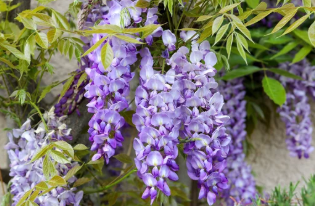 Plante-toxique-chien-glycine