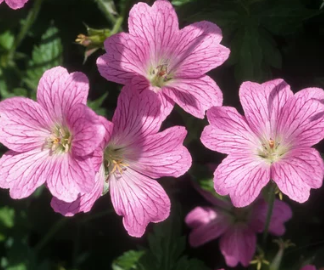 Les Vivaces Rustiques : Les Héroïnes Silencieuses de Nos Jardins - Le géranium