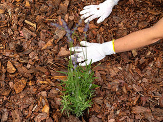 Hiver au jardin : 5 gestes essentiels avant les grands froids