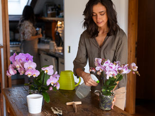 Orchidées : 10 Astuces Peu Connues pour une Floraison Éclatante