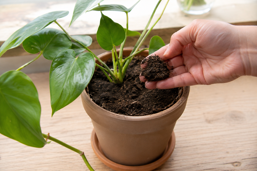 Le secret des plantes d'intérieur épanouies : guide complet du rempotage