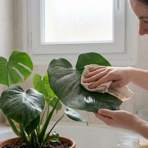 Nettoyer et doucher ses plantes vertes : le geste qu'on oublie toujours