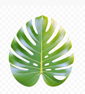 Le Monstera : l'icône de votre décoration intérieure