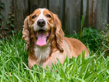 Animaux et chaleur : les secrets d'un été serein et sécurisé