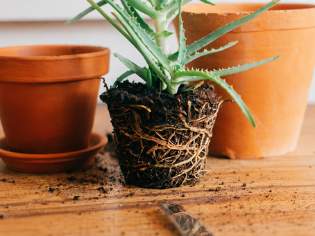 Le secret des plantes d'intérieur épanouies : guide complet du rempotage
