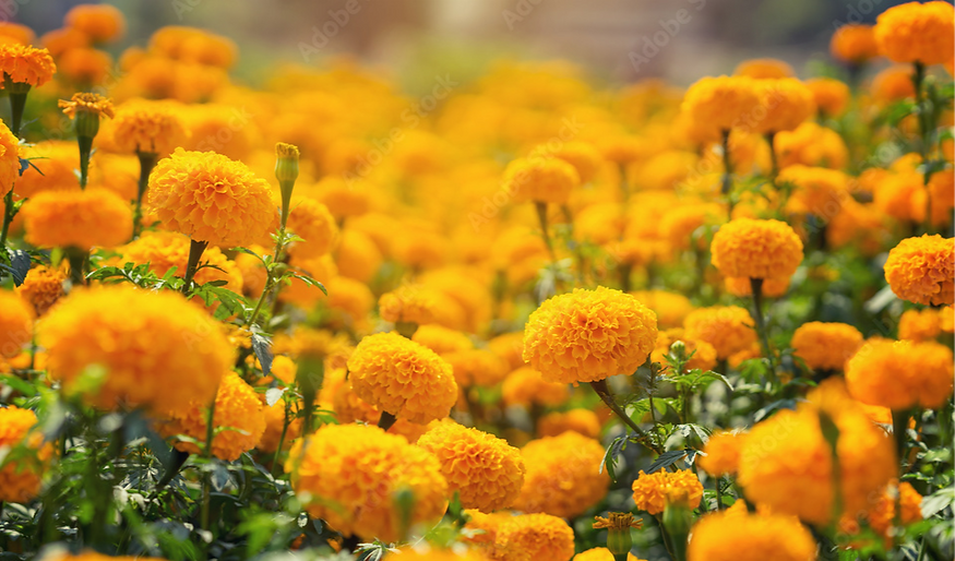11062b_17a2c7f20738449e831a57731afad26a~mv2.png