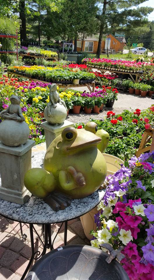frog.jpg