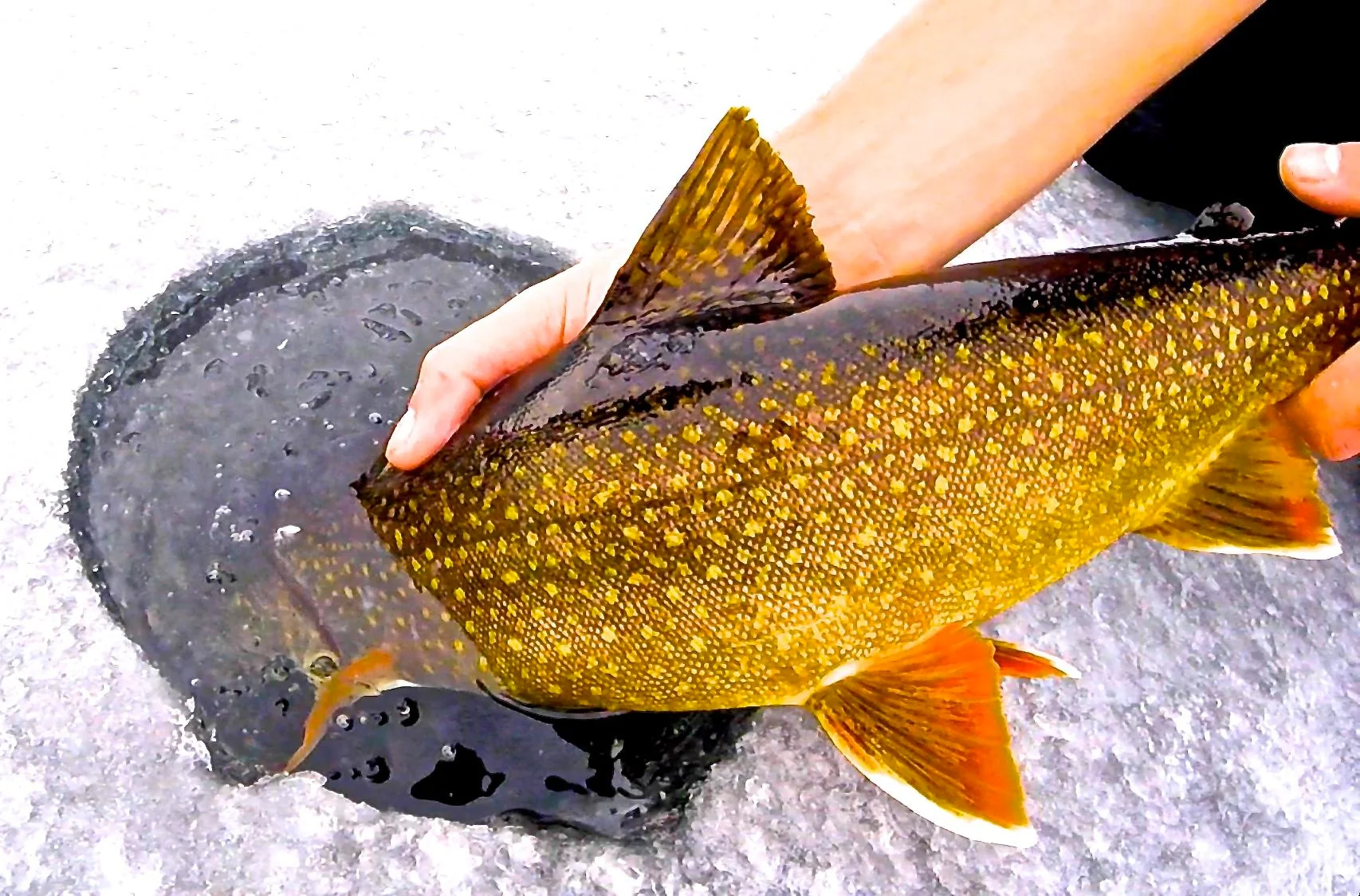 trout.webp