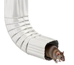 rat coming out of downspout.png