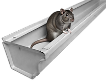 RAT in gutter.png