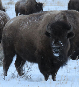 yellowstone-wildlife-tour-bison.JPG