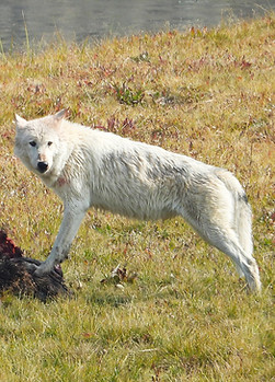 White wolf in Yellowstone National Park