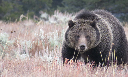 Grizzly Bear in Yellowstone National Park