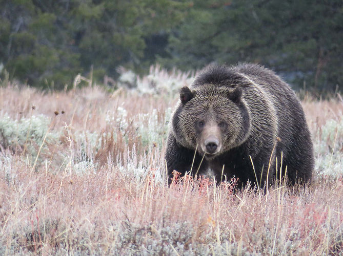 Yellowstone-Day-Tour-Grizzly-Bear.jpg