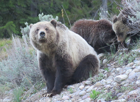 Yellowstone-day-tours-Grizzly-bear.jpg