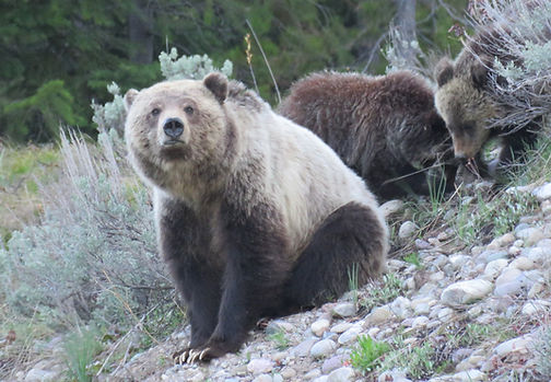 Yellowstone-day-tours-Grizzly-bear