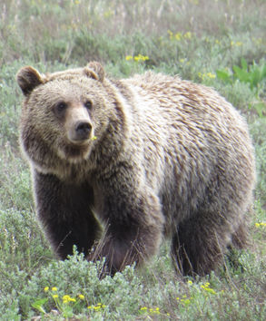 Grizzly 399 seen on a wildlife tour