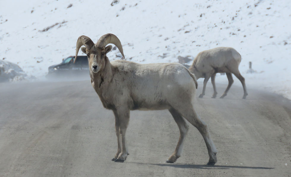 grand-teton-tour-big-horn-sheep.jpg