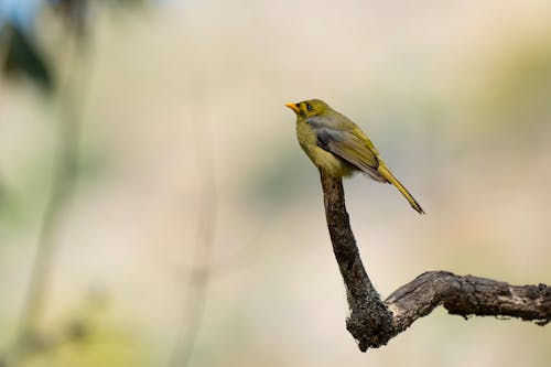 Greenish-yellow bird perches on a curved branch against a soft, blurred background conveying a serene mood.