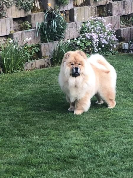 Mi-Pao's Canadian Dragoon, 10. November 2021