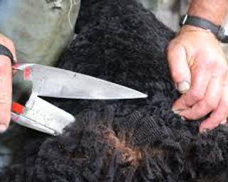 sheep shearing.jpeg