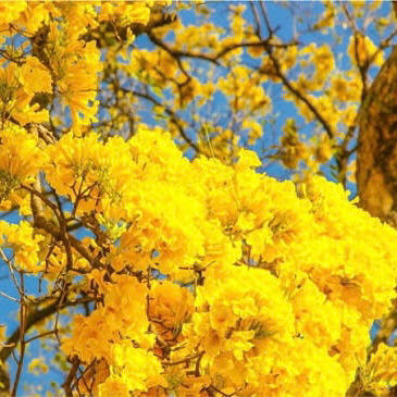 Natureza Viva: Ipês começam a florir em Valparaíso de Goiás