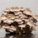 Miniaturbild: Shiitake Grow Kit (Lentinula edodes)