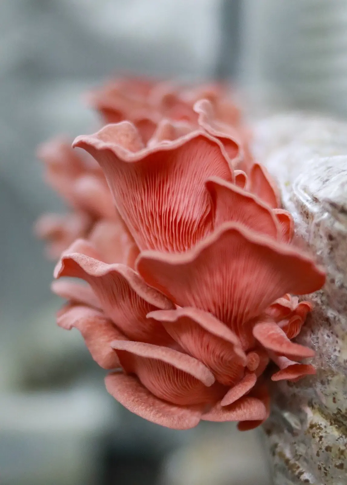 Rosenseitling Grow Kit (Pleurotus Djamor)
