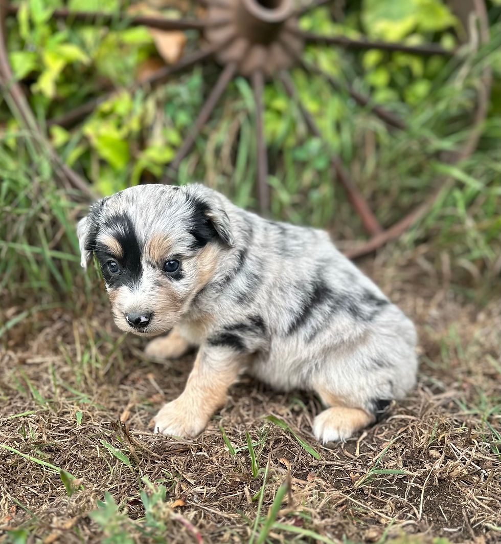 Thumbnail: Penelope (F) $1000