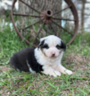 Bandit *Reserved*