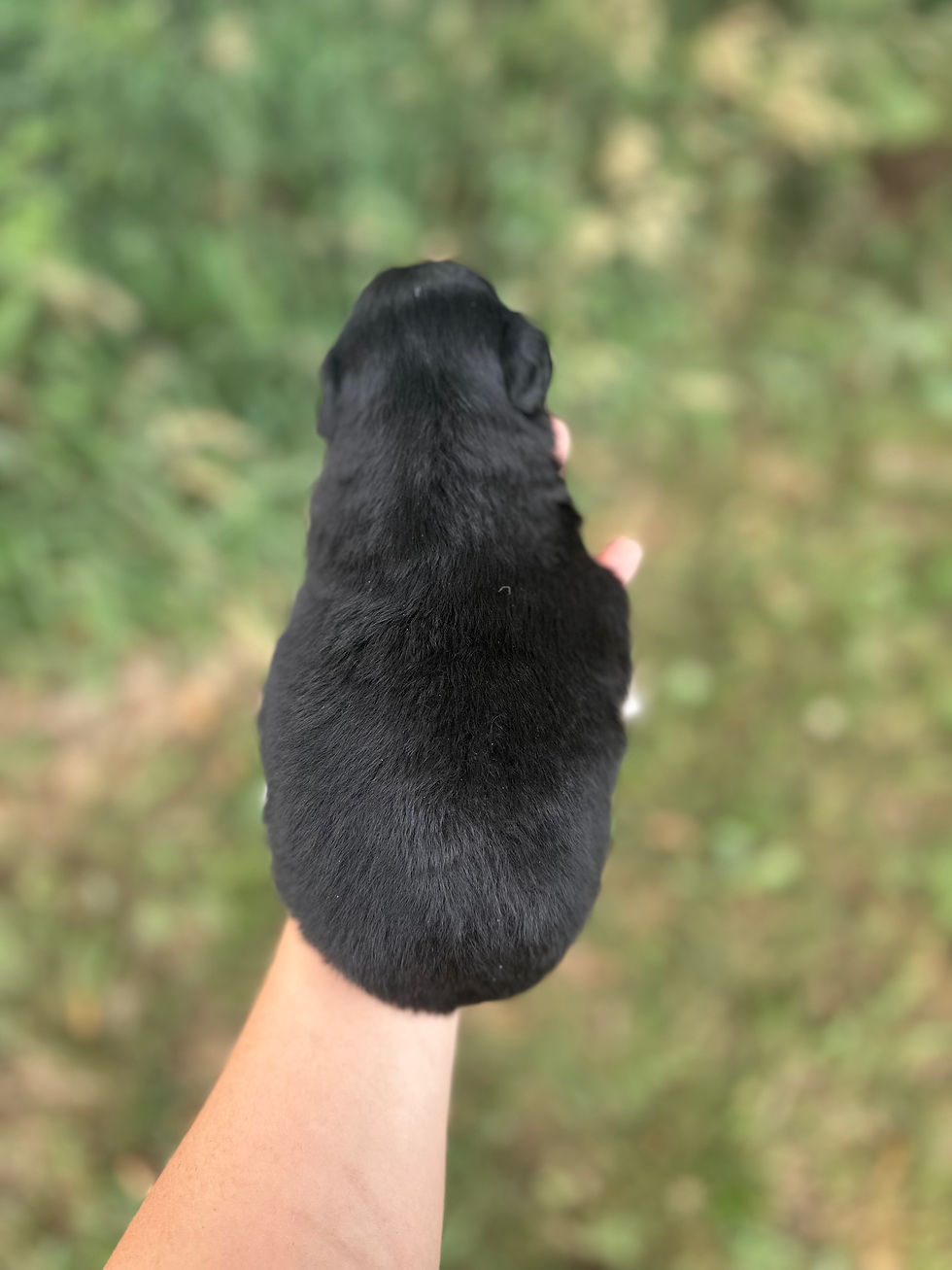 Thumbnail: Piper (F) $800