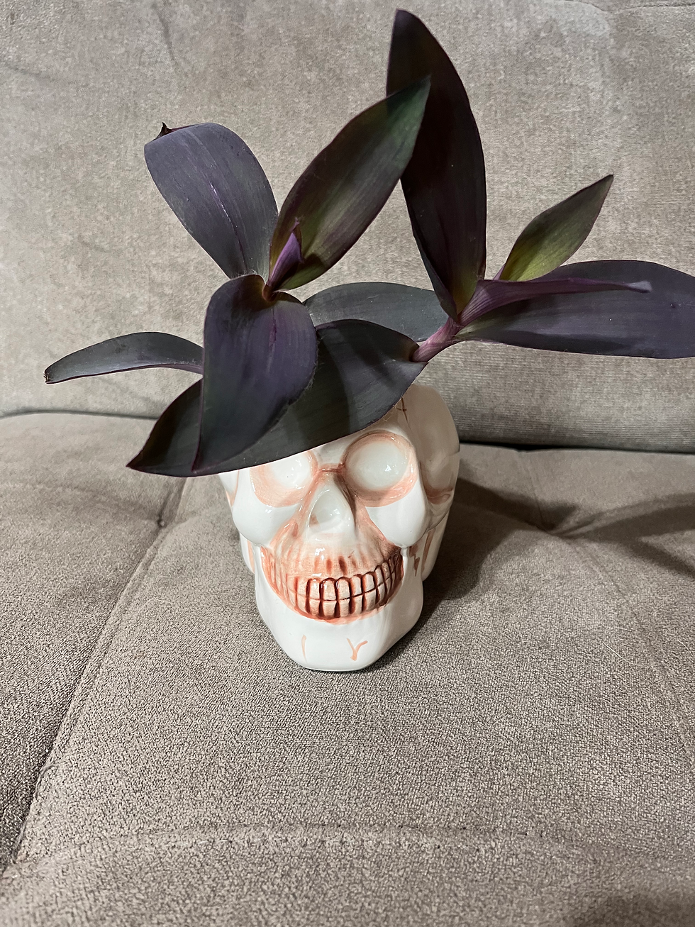 Thumbnail: Purple Heart (Tradescantia Pallida)