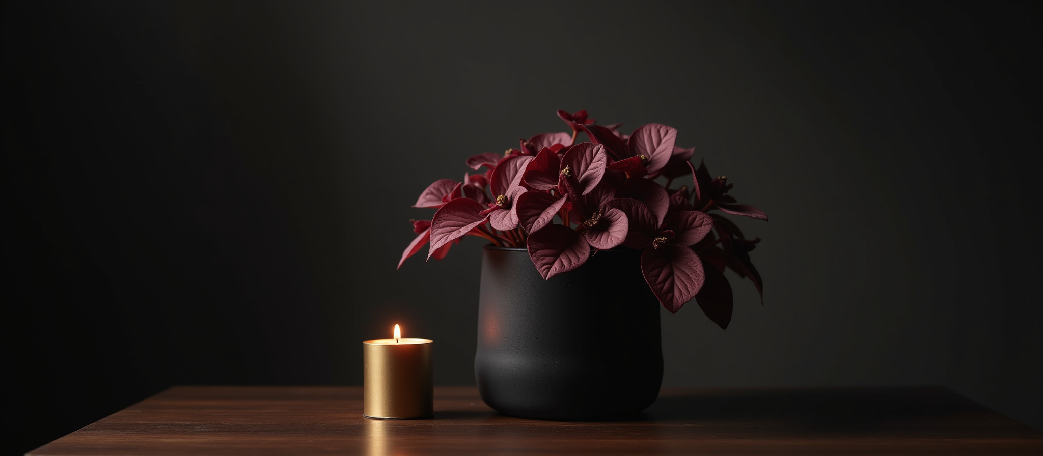 Deep burgundy plant with broad leaves within a black planter, with a candle next to it against a dark background. 