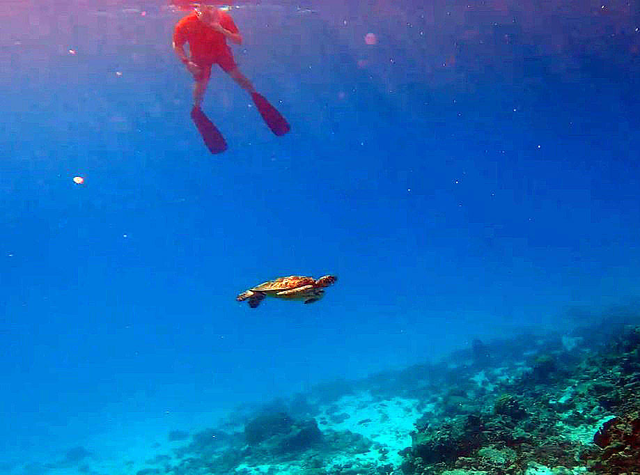 turtle