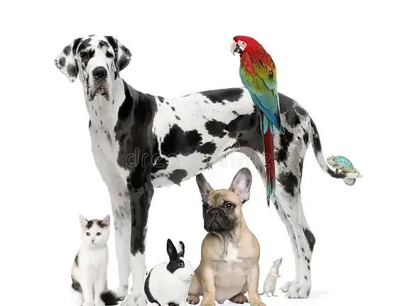 multi-pet.webp