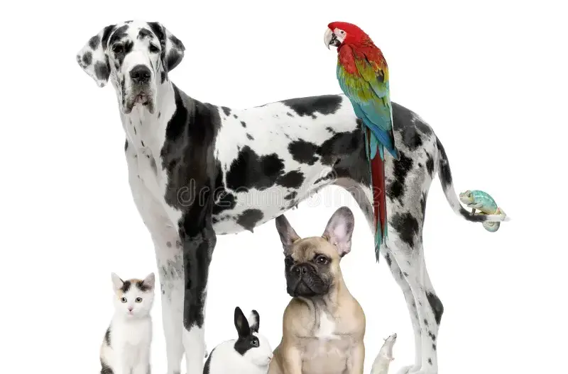multi-pet.webp