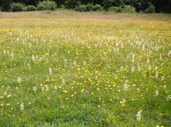 Species rich meadows
