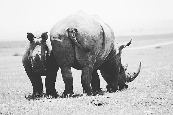 Such an awesome safari _gardenroutegamel